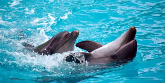 九游-包含冰球季后赛，南城铁骑队与燕赵海豚队鏖战，VAR改判成焦点！本土核心状态回升的词条